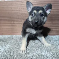 Pink/Orange Collar, a female German Shepherd Dog for sale in Earlville, IA – Photo 1 of 3