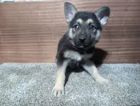 Pink/Orange Collar, a female German Shepherd Dog for sale in Earlville, IA – Photo 1 of 3