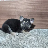 Pink/Orange Collar, a female German Shepherd Dog for sale in Earlville, IA – Photo 2 of 3
