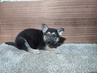 Pink/Orange Collar, a female German Shepherd Dog for sale in Earlville, IA – Photo 2 of 3