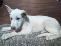 Teal/White Collar, a female German Shepherd Dog for sale in Earlville, IA – Photo 3 of 3