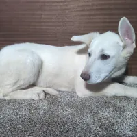 Teal/White Collar, a female German Shepherd Dog for sale in Earlville, IA – Photo 1 of 3