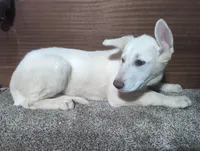 Teal/White Collar, a female German Shepherd Dog for sale in Earlville, IA – Photo 1 of 3