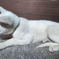 Teal/White Collar, a female German Shepherd Dog for sale in Earlville, IA – Photo 2 of 3