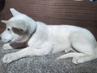 Teal/White Collar, a female German Shepherd Dog for sale in Earlville, IA – Photo 2 of 3