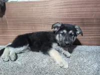 Blue Collar, a male German Shepherd Dog for sale in Earlville, IA – Photo 1 of 3