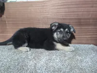 Blue Collar, a male German Shepherd Dog for sale in Earlville, IA – Photo 2 of 3