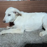 Red/White Collar, a female German Shepherd Dog for sale in Earlville, IA – Photo 3 of 3