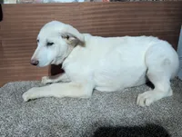 Red/White Collar, a female German Shepherd Dog for sale in Earlville, IA – Photo 3 of 3