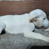 Red/White Collar, a female German Shepherd Dog for sale in Earlville, IA – Photo 2 of 3