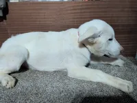 Red/White Collar, a female German Shepherd Dog for sale in Earlville, IA – Photo 2 of 3