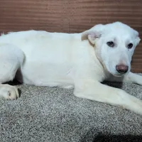 Red/White Collar, a female German Shepherd Dog for sale in Earlville, IA – Photo 1 of 3