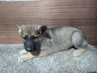 No Collar Sable, a male German Shepherd Dog for sale in Earlville, IA – Photo 2 of 3