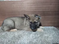 No Collar Sable, a male German Shepherd Dog for sale in Earlville, IA – Photo 3 of 3