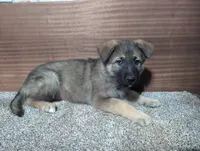 Purple Collar, a female German Shepherd Dog for sale in Earlville, IA – Photo 1 of 3