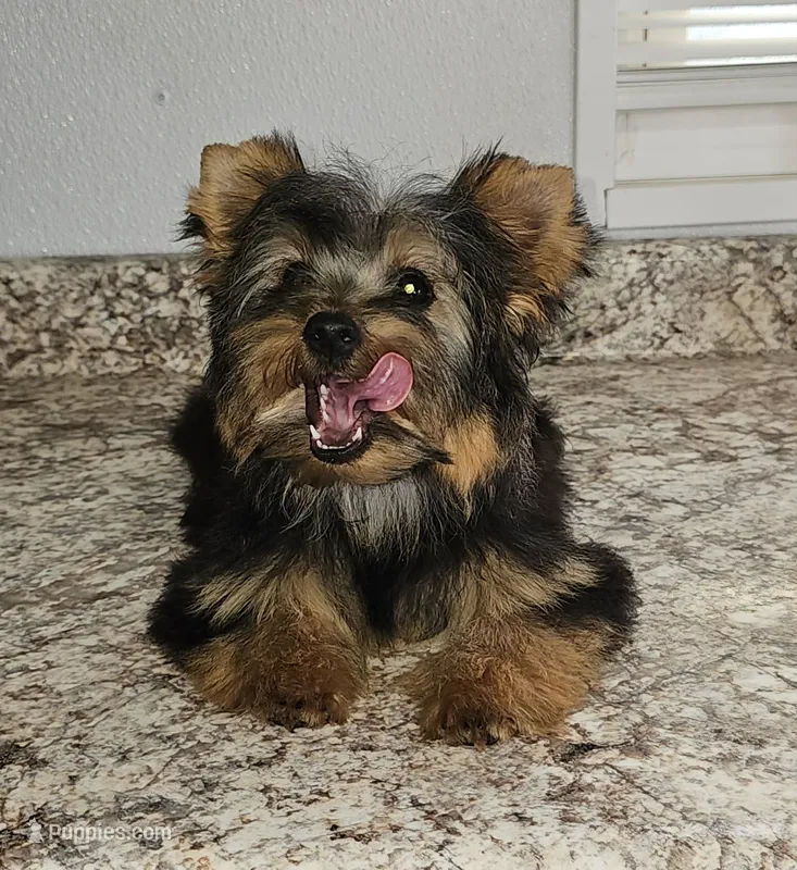 Precious, a female Yorkshire Terrier for sale in Jamestown, TN – 1 of 2