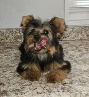 Precious, a female Yorkshire Terrier for sale in Jamestown, TN – 1 of 2