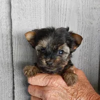 Baby Girl, a female Yorkshire Terrier for sale in Jamestown, TN – Photo 1 of 2