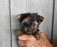 Baby Girl, a female Yorkshire Terrier for sale in Jamestown, TN – Photo 1 of 2