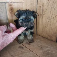 Baby Girl, a female Yorkshire Terrier for sale in Jamestown, TN – Photo 2 of 2