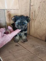 Baby Girl, a female Yorkshire Terrier for sale in Jamestown, TN – Photo 2 of 2