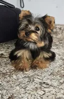 Precious, a female Yorkshire Terrier for sale in Jamestown, TN – 2 of 2
