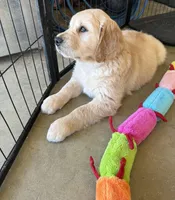 Leo, a male Golden Retriever for sale in Oceanside, CA – Photo 5 of 5