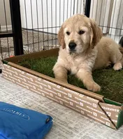 Leo, a male Golden Retriever for sale in Oceanside, CA – Photo 4 of 5