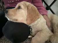 Leo, a male Golden Retriever for sale in Oceanside, CA – Photo 2 of 5