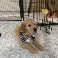 Leo, a male Golden Retriever for sale in Oceanside, CA – Photo 3 of 5