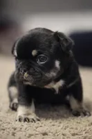 Arni, a female French Bulldog for sale in Hanover, VA – Photo 1 of 2