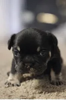 Arni, a female French Bulldog for sale in Hanover, VA – Photo 2 of 2