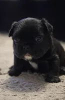 Army, a female French Bulldog for sale in Hanover, VA – Photo 2 of 2