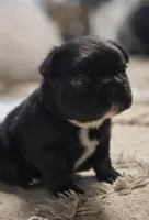 Army, a female French Bulldog for sale in Hanover, VA – Photo 1 of 2