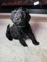 Dark green, a male Labradoodle and Miniature Labradoodle for sale in Minneapolis, MN – Photo 2 of 4