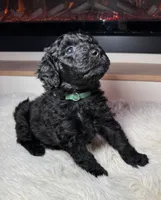 Dark green, a male Labradoodle and Miniature Labradoodle for sale in Minneapolis, MN – Photo 3 of 4