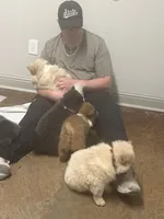 Tater Tot, a male Chow Chow for sale in Brandon, MS – Photo 4 of 5