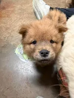 Tater Tot, a male Chow Chow for sale in Brandon, MS – Photo 2 of 5