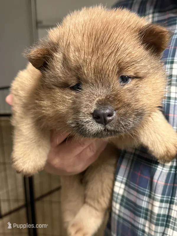 Tater Tot – Chow Chow puppy for sale in Brandon, MS