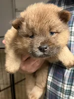 Tater Tot, a male Chow Chow for sale in Brandon, MS – Photo 1 of 5