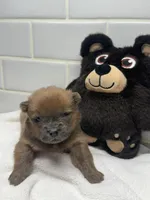 Tater Tot, a male Chow Chow for sale in Brandon, MS – Photo 3 of 5