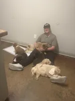 Rusty , a male Chow Chow for sale in Brandon, MS – Photo 4 of 4