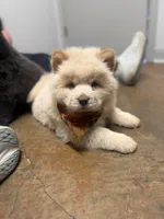 Rusty , a male Chow Chow for sale in Brandon, MS – Photo 1 of 4