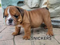 Snickers, a male English Bulldog for sale in Manheim, PA – 2 of 2