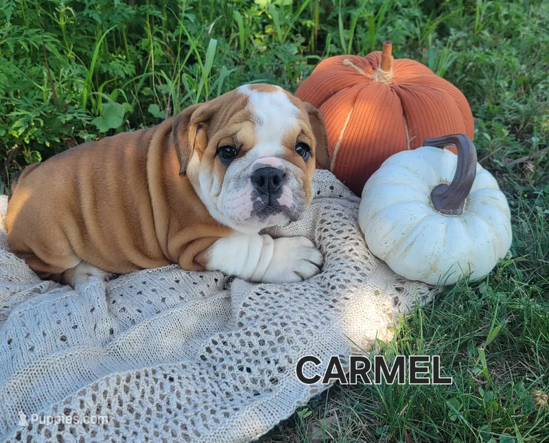 Carmel – English Bulldog puppy for sale in Manheim, PA