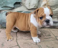Rolo, a male English Bulldog for sale in Manheim, PA – 2 of 2