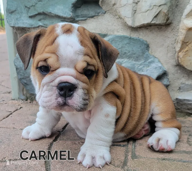 Carmel – English Bulldog puppy for sale in Manheim, PA