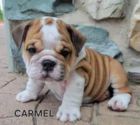 Carmel, a female English Bulldog for sale in Manheim, PA – 1 of 3
