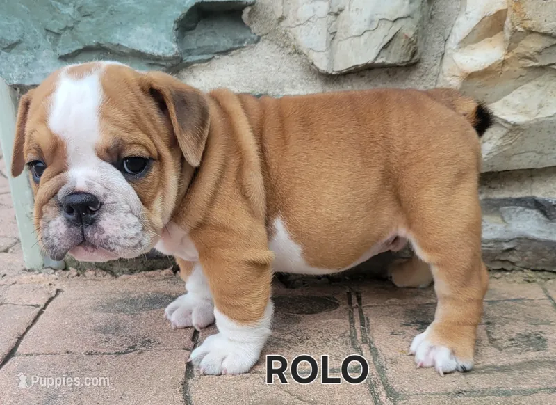 Rolo – English Bulldog puppy for sale in Manheim, PA