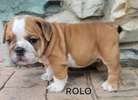 Rolo, a male English Bulldog for sale in Manheim, PA – 1 of 2